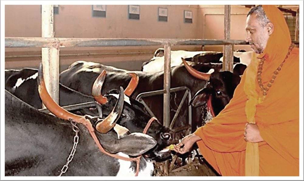 Sri Yogi feeding the cows at the mutt's goshala